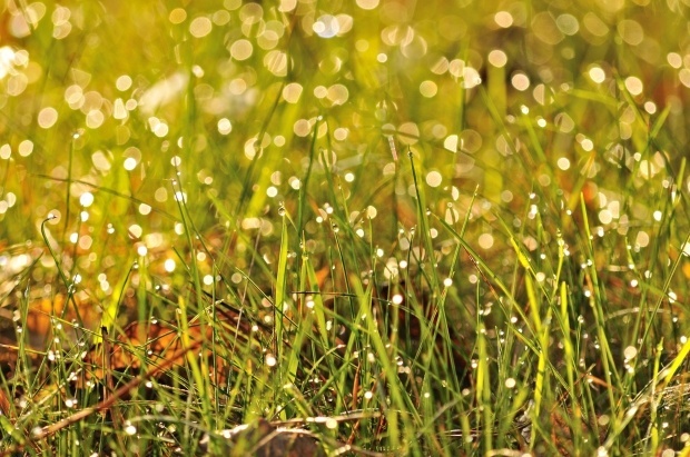 Top Gardening Mistakes to Avoid During National Lawn and Garden Month