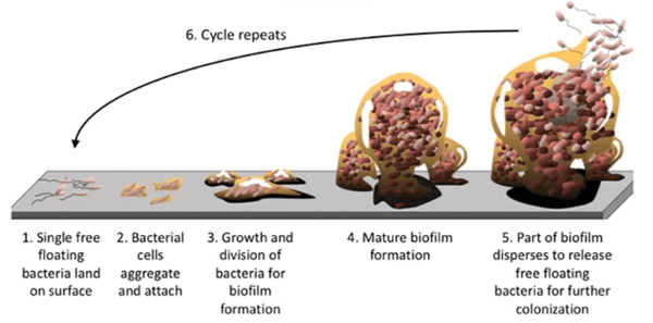 microbe cycle in contaminated fuel