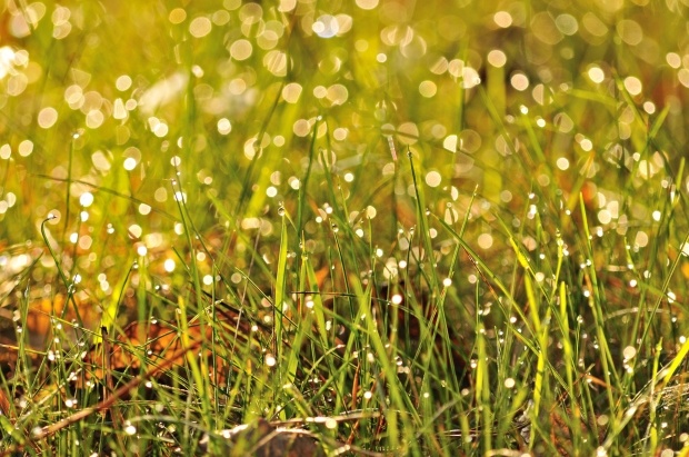 Top Gardening Mistakes to Avoid During National Lawn and Garden Month