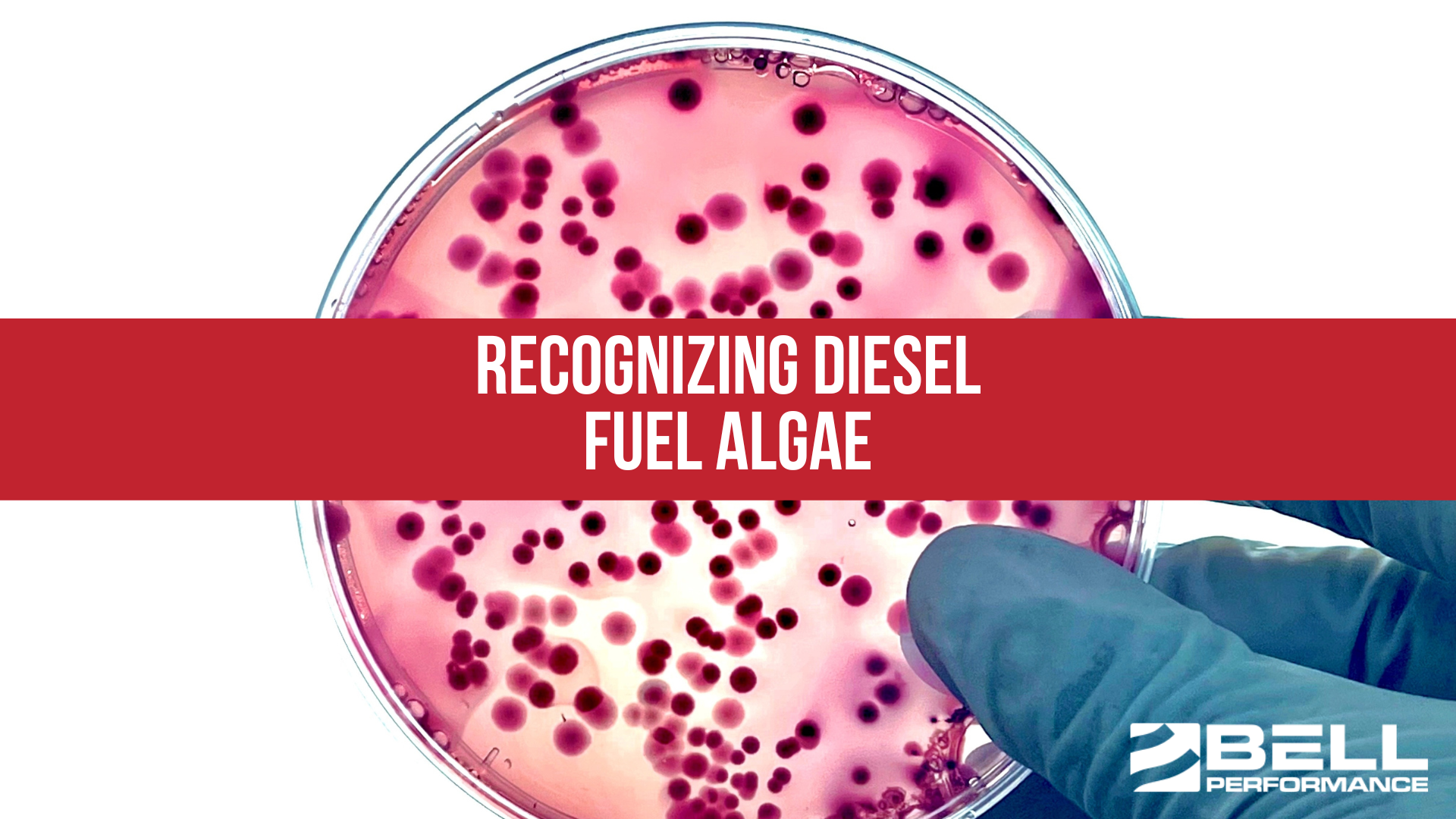 Recognizing Diesel Fuel Algae